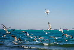 وضعیت جوی و دریایی استان بوشهر آرام است