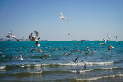 Seagulls of Persian Gulf