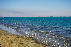 سواحل استان بوشهر سه‌شنبه و چهارشنبه مواج می‌شود