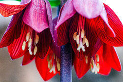 Inverted tulips plain in Iran's Mahneshan