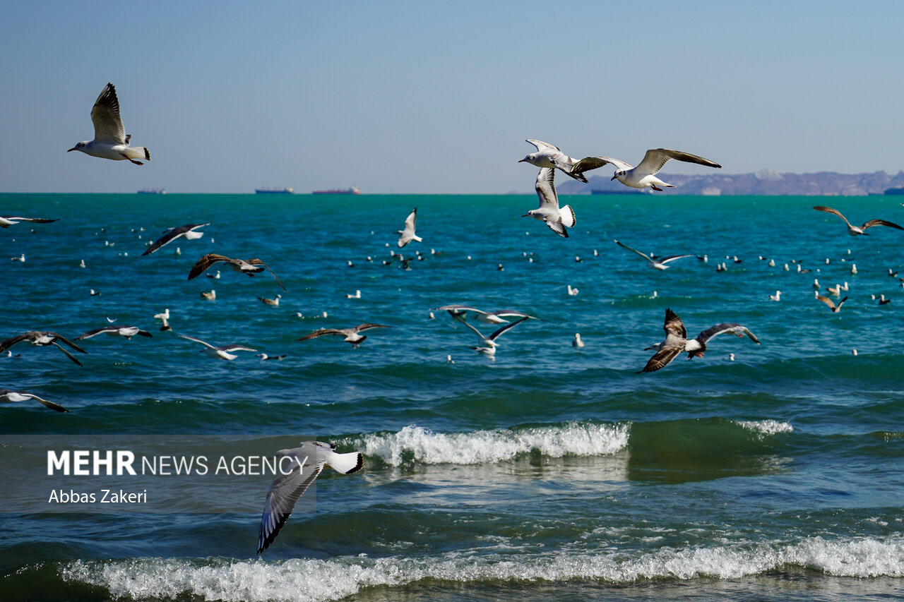 هشدار دریایی با سطح زرد صادر شد؛ وزش بادهای شدید و بالا آمدن ارتفاع امواج تا ۲ متر – خبرگزاری مهر | آخرین اخبار ایران و جهان هشدار دریایی با سطح زرد صادر شد؛ وزش بادهای شدید و بالا آمدن ارتفاع امواج تا ۲ متر – خبرگزاری مهر | آخرین اخبار ایران و جهان