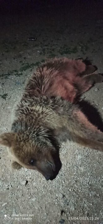 تلف شدن یک قلاده خرس در تصادف با پراید در مسیر قلاجه به ایوان