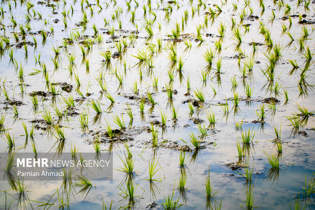 خوزستان بیآب، کشاورزان بینان؛ شلتوک قربانی بحران آب شد