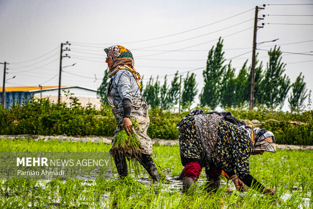 نشاء برنج در مازندران