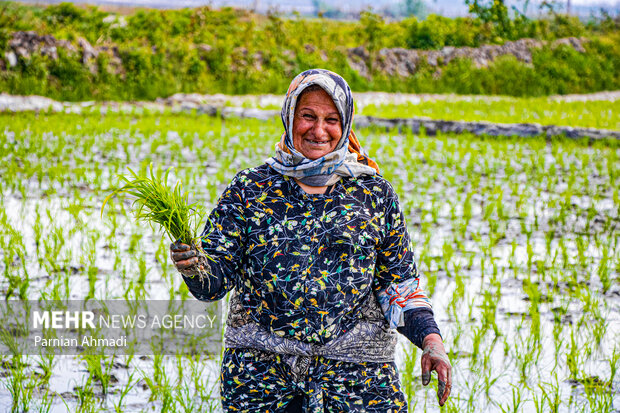 نشاء برنج در مازندران