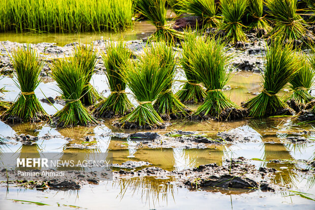 خوزستان بیآب، کشاورزان بینان؛ شلتوک قربانی بحران آب شد