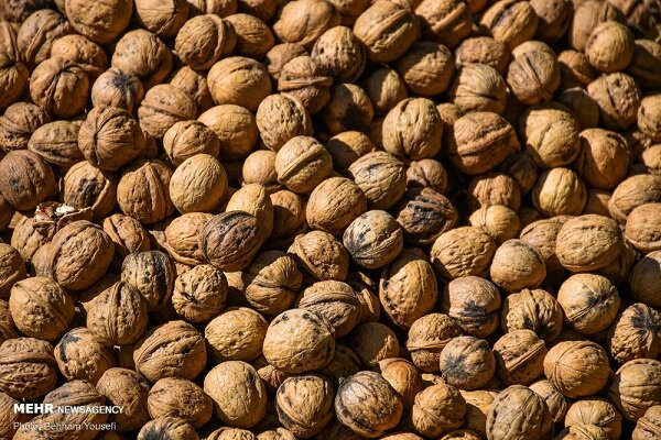 برداشت نوبرانه گردو از باغات شهرستان املش آغاز شد برداشت نوبرانه گردو از باغات شهرستان املش آغاز شد