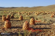 کرمانشاه در رتبه هفتم تولید پیاز کشور