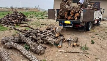 چهار تن چوب قاچاق در دیواندره کشف شد