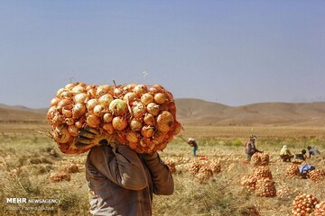 خرید تضمینی پیاز تا ۵ خرداد تمدید شد