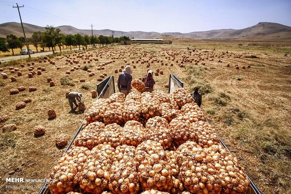 خرید حمایتی پیاز آغاز شد خرید حمایتی پیاز آغاز شد