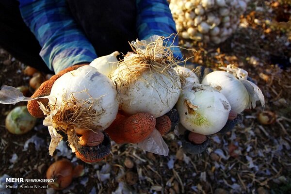هزاران تن پیاز در دمای ۴۵ درجه جنوب کرمان دپو شد