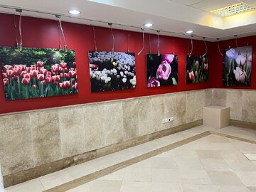 جادوی بهار در قاب تصویر؛ «لالایی لاله‌ها» در اندیشه افتتاح شد