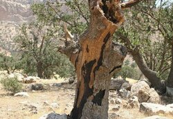 ریه‌های تنفسی غرب ایران در معرض تهدید؛ این بار «کرم برگ خوار»