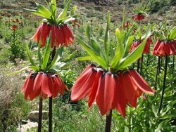 لاله‌های واژگون لرستان