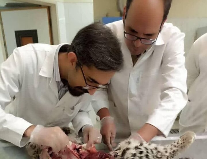 بررسی علت مرگ توله پلنگهای پارک ملی «خبر» بررسی علت مرگ توله پلنگهای پارک ملی «خبر»