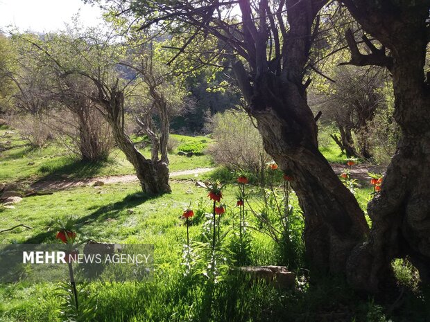 دستهای خالیِ زاگرس؛ «قالیکوه» را شکارچیان میبافند! دستهای خالیِ زاگرس؛ «قالیکوه» را شکارچیان میبافند!