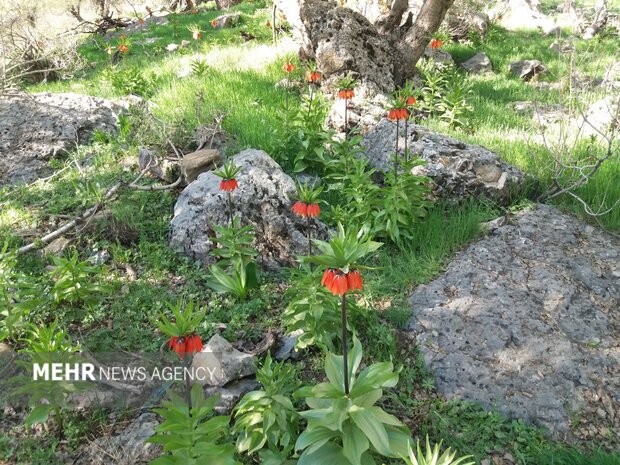 دستهای خالیِ زاگرس؛ «قالیکوه» را شکارچیان میبافند! دستهای خالیِ زاگرس؛ «قالیکوه» را شکارچیان میبافند!