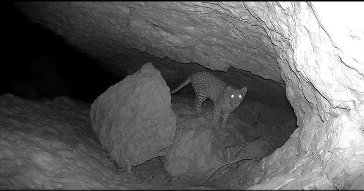 مشاهده و ثبت تصاویری از یک فرد پلنگ ایرانی در اشکنان لامرد