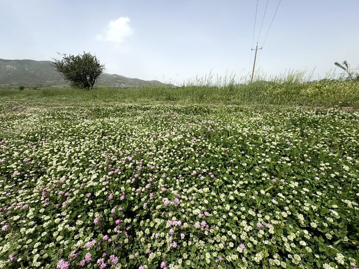 دریاچه زریوار مریوان بهشت پرندگان با ۵۲ درصد تنوع زیستی کشور