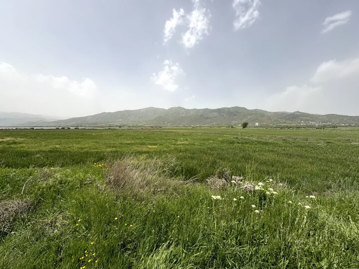 دریاچه زریوار مریوان بهشت پرندگان با ۵۲ درصد تنوع زیستی کشور