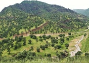 فرماندار اندیکا: خبر سوختن گسترده درختان بلوط صحت ندارد