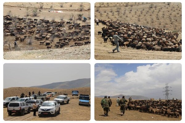 پاکسازی دامهای غیرمجاز از پارک ملی خجیر