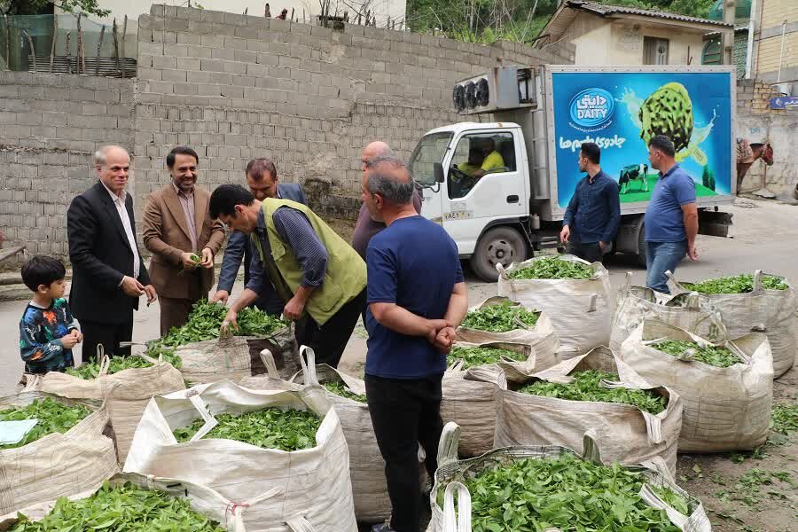 چاي،برگ،سبز،شهرستان،شفت