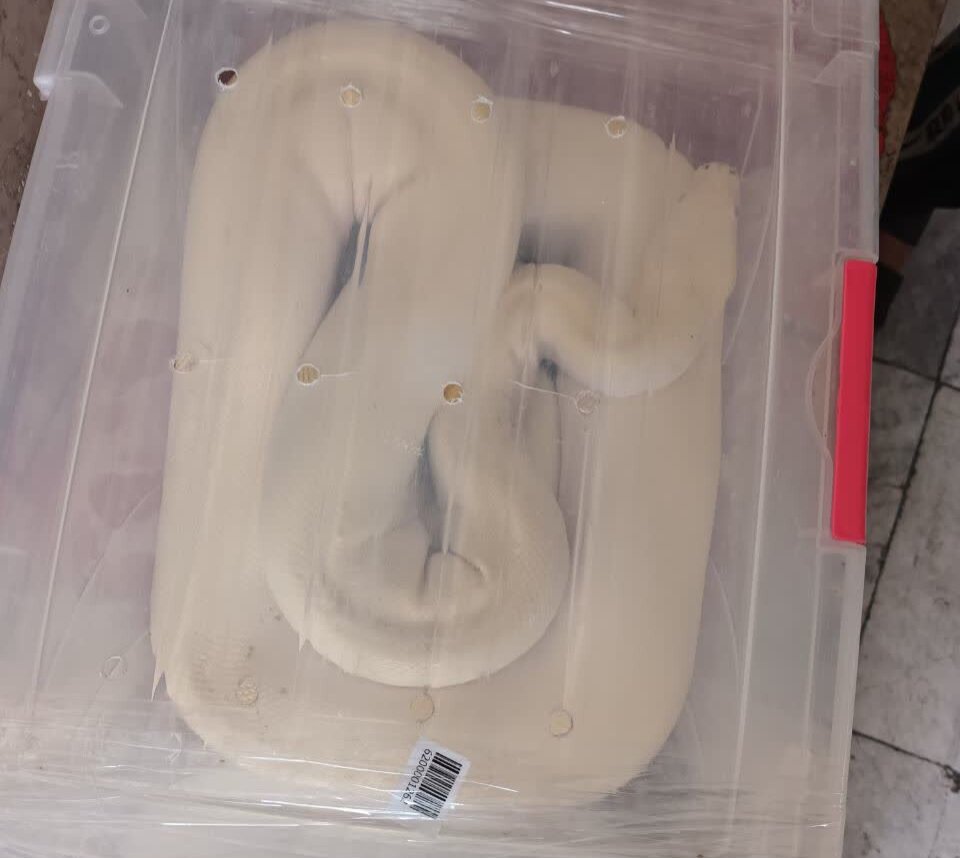 قاچاقچی مار پیتون در نائین دستگیر شد