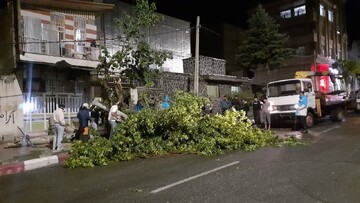 بازدیدشبانه معاون عمرانی فرمانداری صحنه ازعملیات جمع‌آوری درختان شکسته