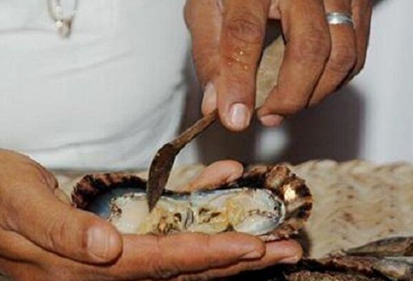 خلیج فارس معدن مروارید جهان؛ سابقه دو هزار ساله صید این گوهر در ایران