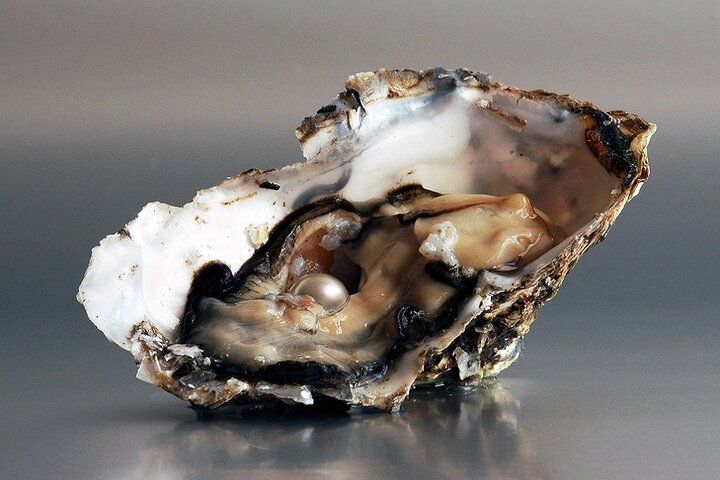 خلیج فارس معدن مروارید جهان؛ سابقه دو هزار ساله صید این گوهر در ایران