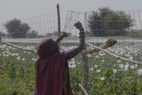 هند با فیلم اعتراضی برای دومین سال پیاپی برنده هات داکس شد
