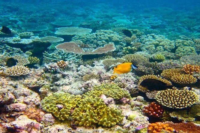 نگین‌های دریایی خلیج فارس؛ مرجان‌های خارگ و خارگو در مسیر زندگی دوباره