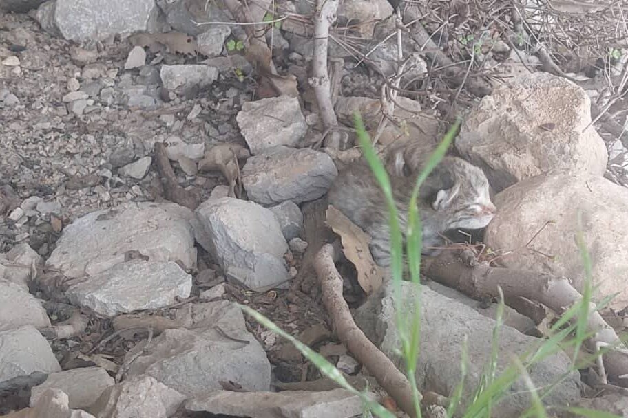 حفاظت،مادر،منطقه،ايذه،اسفندياري