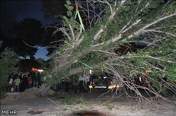 سقوط ۱۳ درخت در رشت؛ تندباد خسارت جانی نداشت