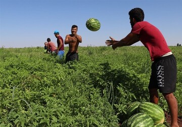 برداشت هندوانه در کهگیلویه؛ کشاورزان نگران حمل محصول نباشند