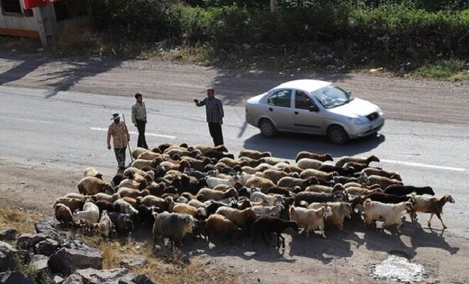 کوچ عشایر بویراحمد؛ از فرسودگی تانکرهای آبرسان تا تسهیلات خرید علوفه