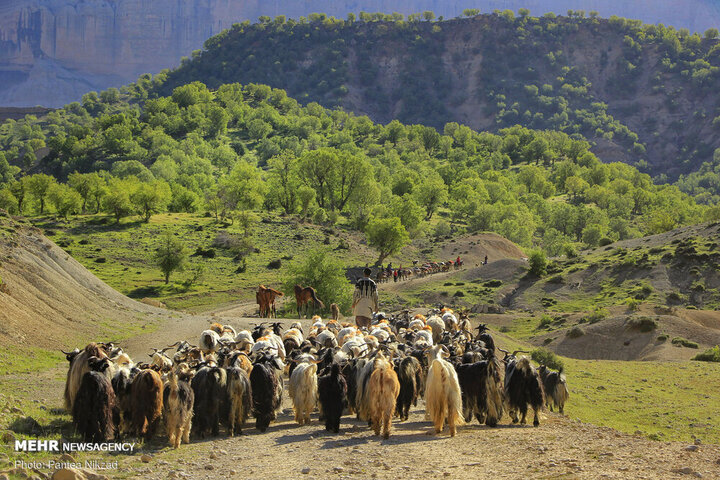 کوچ عشایر بویراحمد؛ از فرسودگی تانکرهای آبرسان تا تسهیلات خرید علوفه