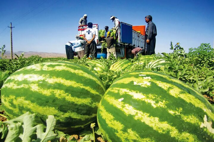 تلخی برداشت هندوانه صادراتی در دمای ۴۰ درجه؛ پای دلالان در میان است
