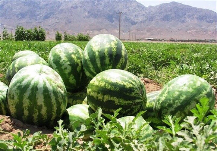 میانگین غلظت نیترات در هندوانه‌های کشور کمتر از ۱۰ میلی‌گرم بر کیلوگرم