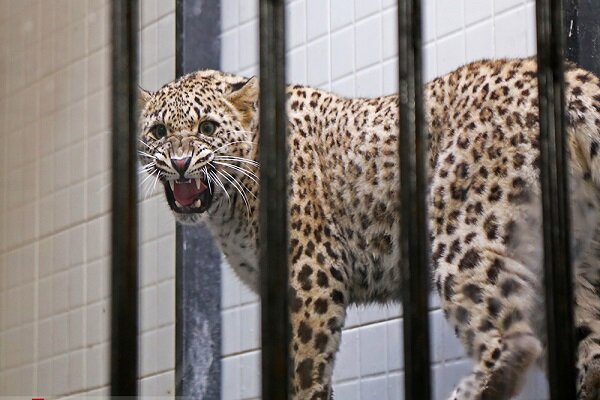 احتمال باردار نشدن «ایران»، یوزپلنگ ماده وجود دارد