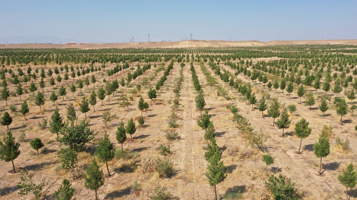 طرح،نهال،كرمان،كاشت،موسوي،اجراي،استان