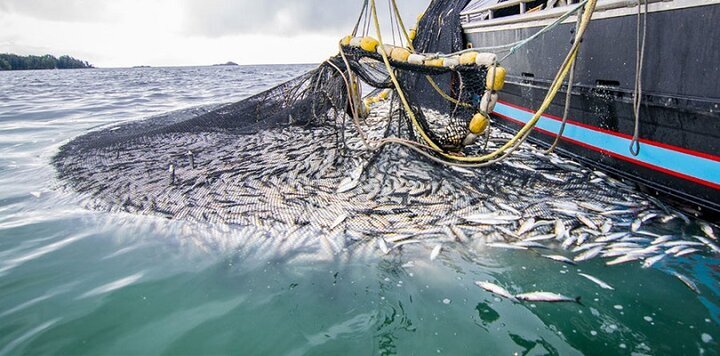 غارت ذخایر خلیج فارس در سایه نبود نظارت؛صیادان قانونمدار منتظر حمایت
