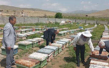 ۱۸ هزار کلنی زنبور عسل در رامسر فعال است