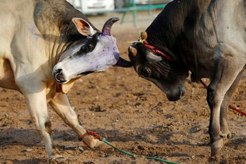 برگزاری غیرقانونی جنگ احشام در سنگر با مداخله قضایی متوقف شد