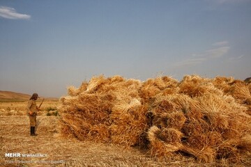 بیش از ۸.۲ میلیون تن گندم تحویل دولت شد