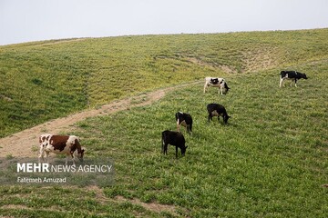 مزارع الثروة الحيوانية الإيرانية تتجاوز المعايير العالمية