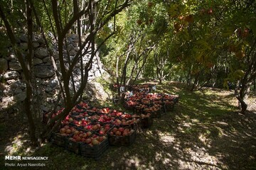 احداث اولین باغ سازگار در شهرستان ورزقان