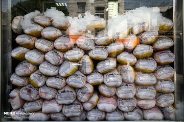 حیدری: نیسان حامل ۴ تن مرغ قاچاق در ورامین توقیف شد